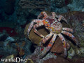 scuba diving photo