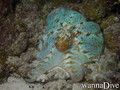 scuba diving photo
