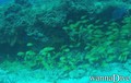 scuba diving photo