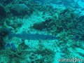 scuba diving photo