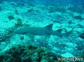 scuba diving photo