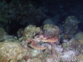 scuba diving photo