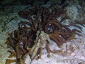 scuba diving photo