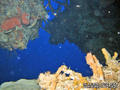scuba diving photo