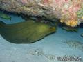 scuba diving photo