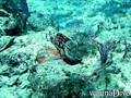 scuba diving photo