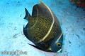 scuba diving photo