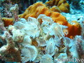 scuba diving photo