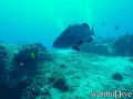 scuba diving photo