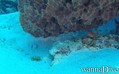 scuba diving photo