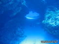 scuba diving photo