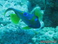 scuba diving photo
