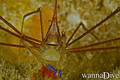 scuba diving photo