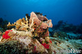 scuba diving photo