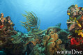 scuba diving photo