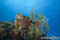 scuba diving photo