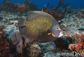 scuba diving photo