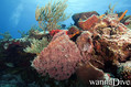 scuba diving photo