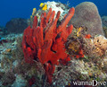 scuba diving photo