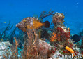 scuba diving photo