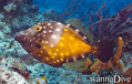 scuba diving photo