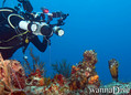 scuba diving photo