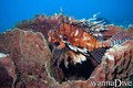 scuba diving photo