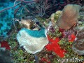 scuba diving photo