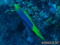 scuba diving photo