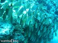 scuba diving photo