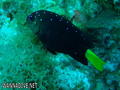 scuba diving photo