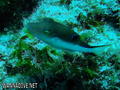 scuba diving photo