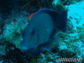 scuba diving photo