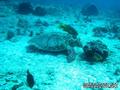 scuba diving photo