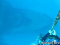 scuba diving photo