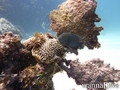 scuba diving photo