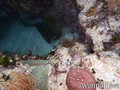 scuba diving photo