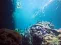 scuba diving photo