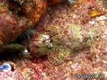 scuba diving photo