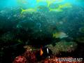 scuba diving photo