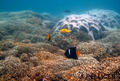 scuba diving photo