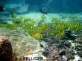 scuba diving photo
