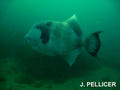 scuba diving photo