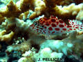 scuba diving photo