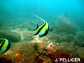 scuba diving photo