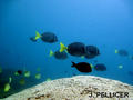 scuba diving photo