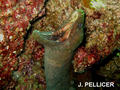 scuba diving photo