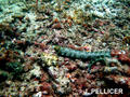 scuba diving photo