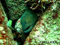 scuba diving photo
