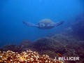 scuba diving photo